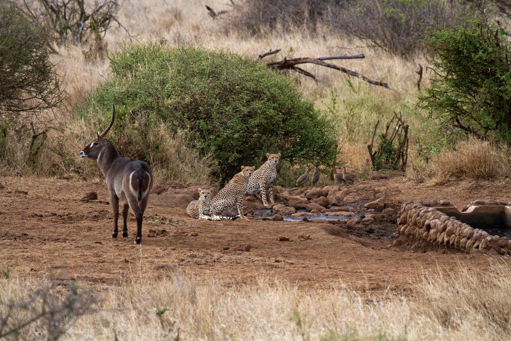 Отель Elerai Camp Амбосели Экстерьер фото